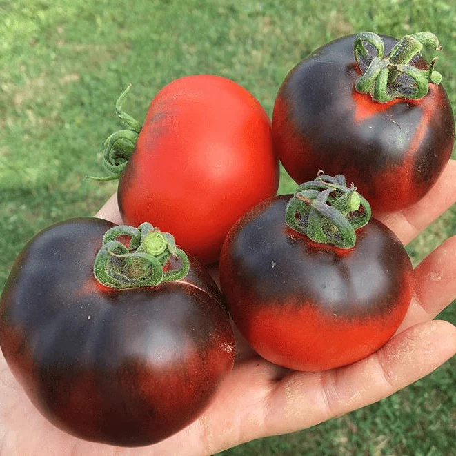Tomate 'Indigo Apple' bio