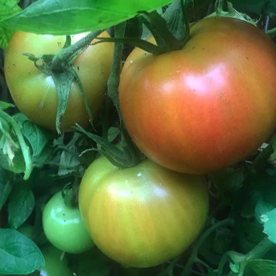 Tomate 'Long Keeper' bio