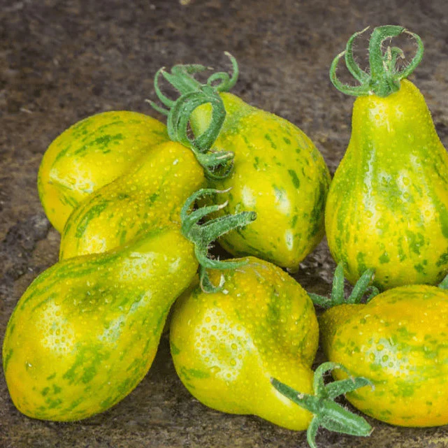 Tomate 'Michael Pollan' bio