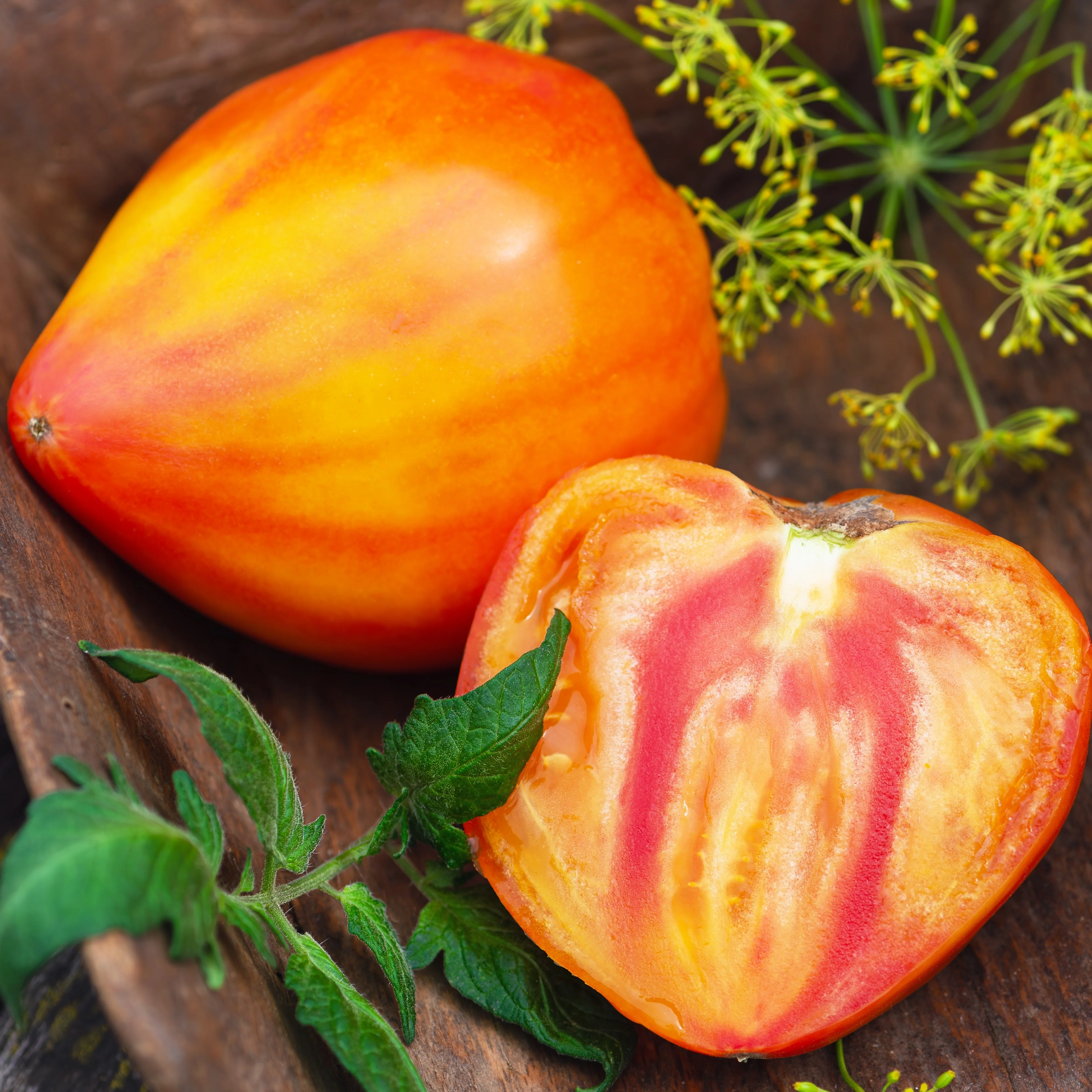Tomate 'Midnight Sun' bio