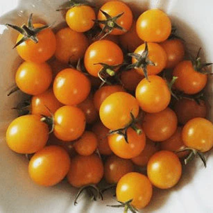 Tomate 'Mini-Orange' bio