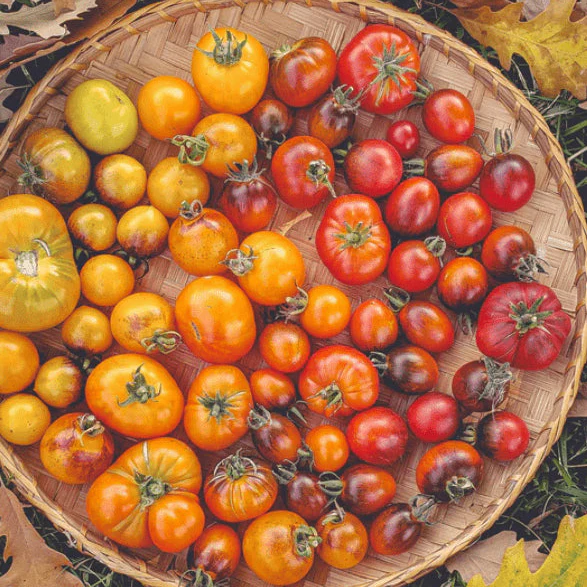 Tomate 'Mission Mountain Grex' bio