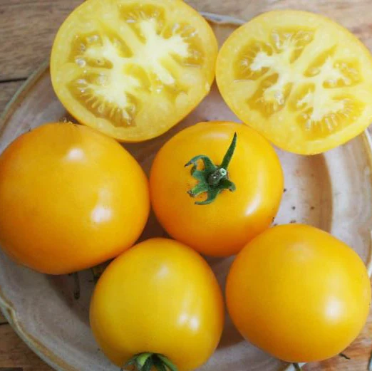 Tomate 'Morden Yellow' bio