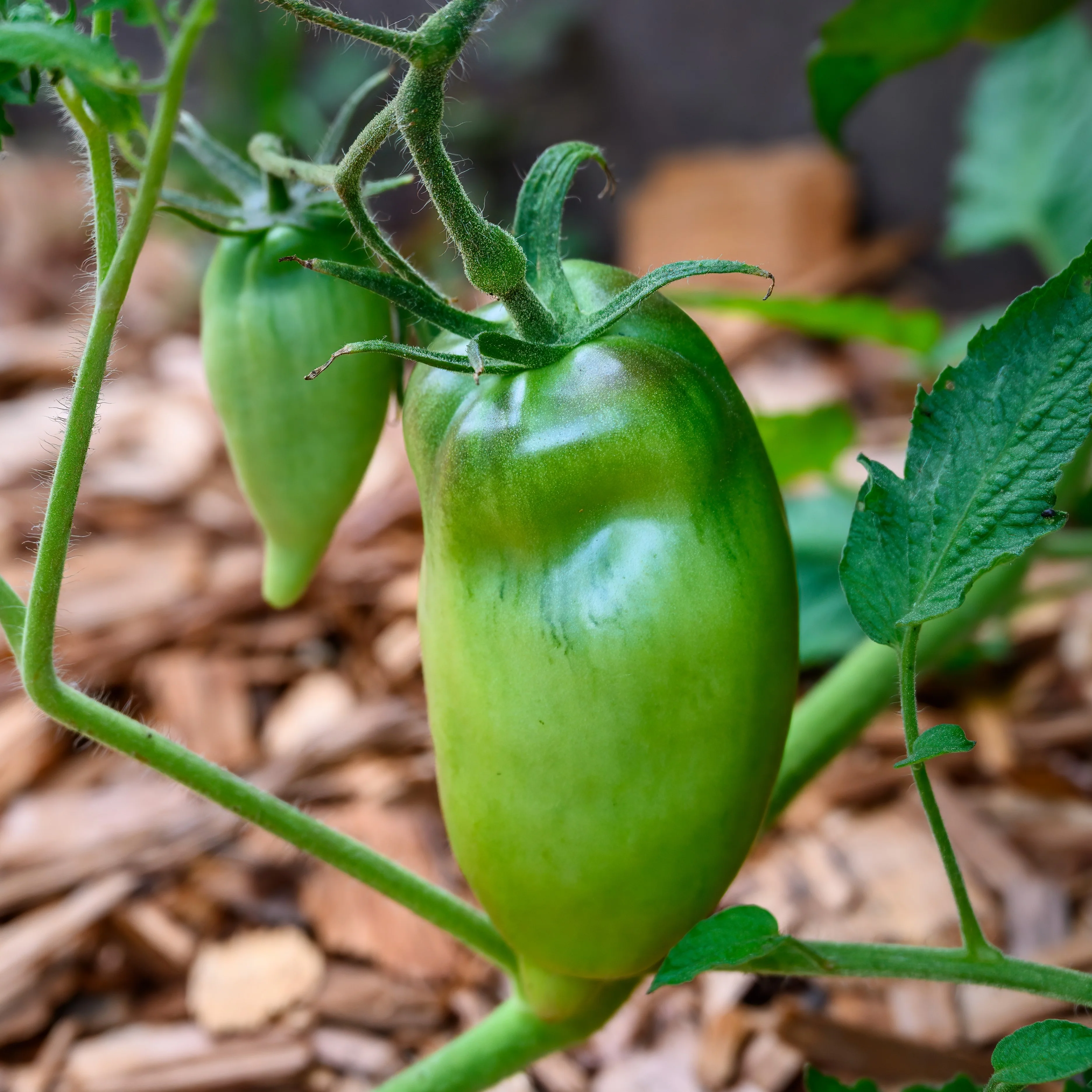 Tomate 'Opalka' bio