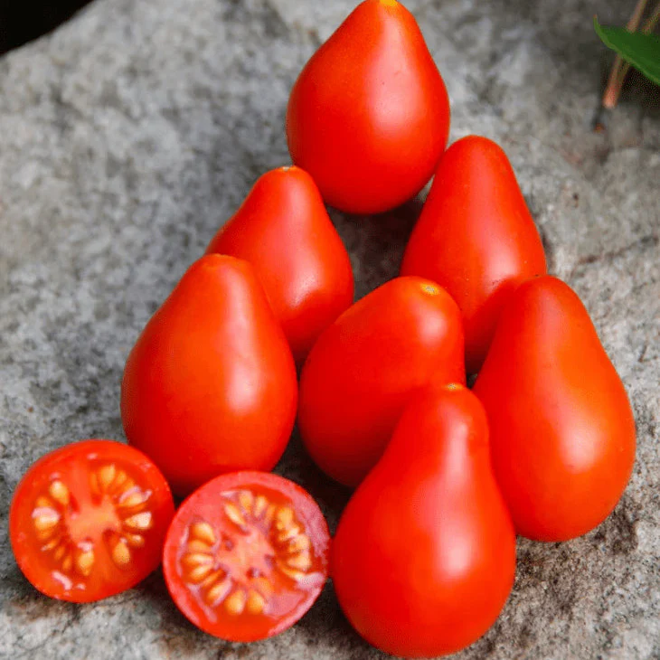 Tomate 'Red Fig' bio