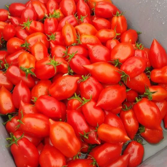 Tomate 'Ropreco Paste' bio