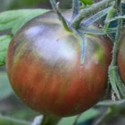 Tomate 'Russian Cossack' bio
