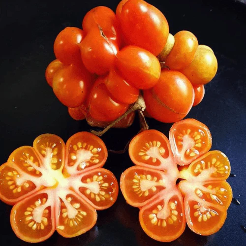 Tomate 'Sachan' bio