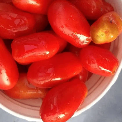 Tomate 'San Marzano' bio
