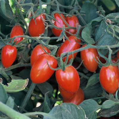 Tomate 'Sprite' bio