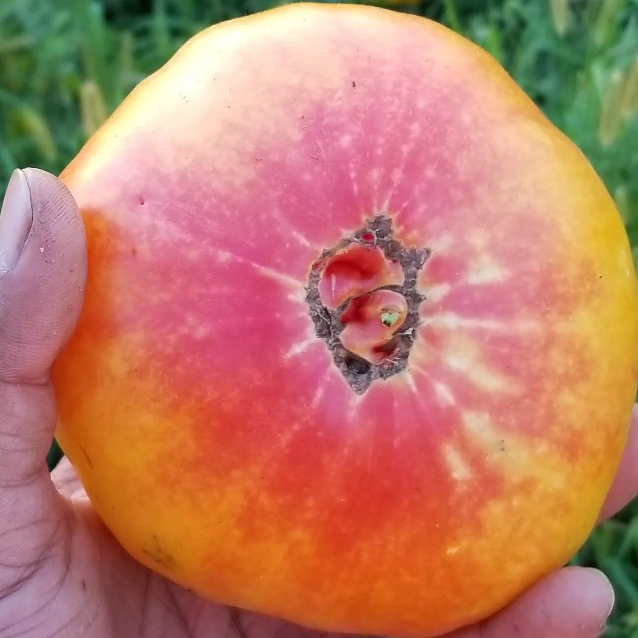 Tomate 'Stripped German' bio