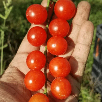 Tomate 'Sugar Cherry' bio
