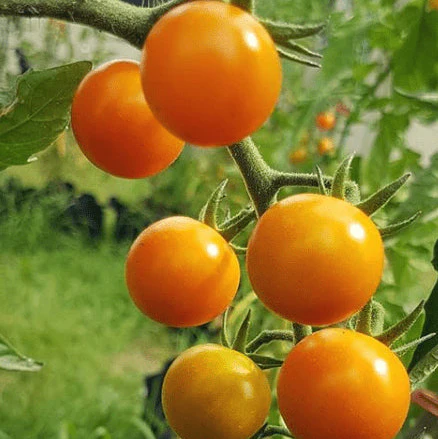 Tomate 'Valencia' bio