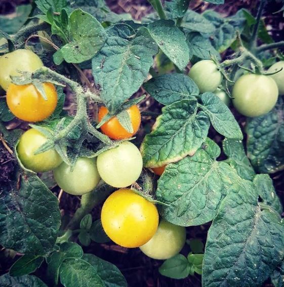 Tomate 'Venus' bio