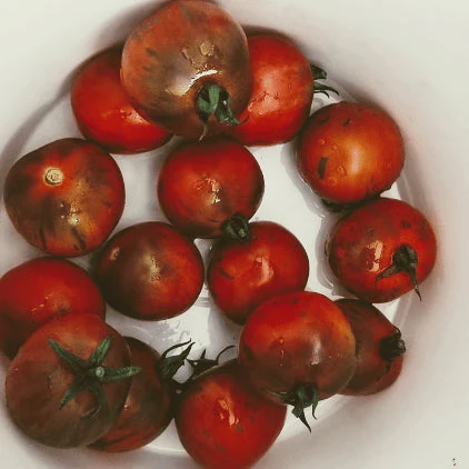 Tomate 'Vernissage Black' bio - Image 2