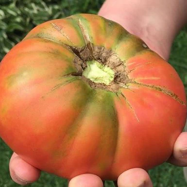 Tomate 'Watermelon Beefsteak' bio
