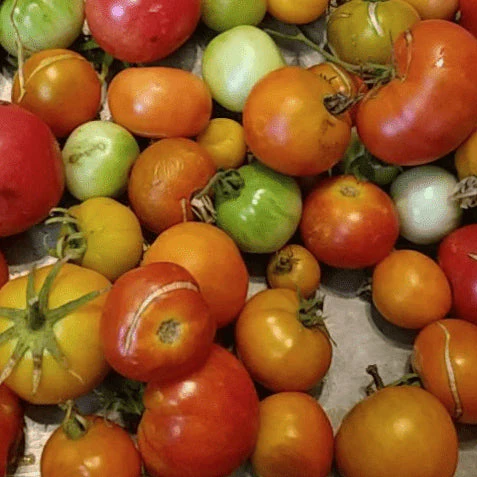Tomate 'Wildling Panamorous' bio
