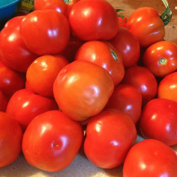 Tomate 'Wisconsin 55' bio