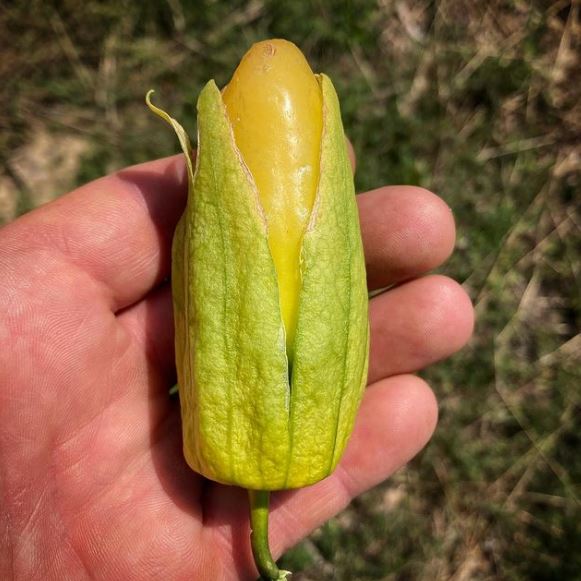 Tomatillo 'Chupon de Malinalco' bio