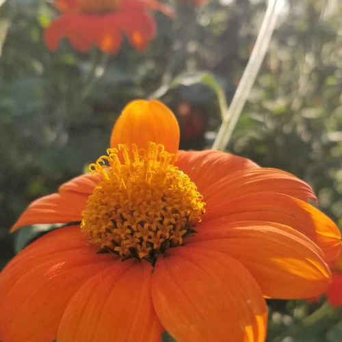 Tournesol 'Mexican Sunflower' bio - Image 2