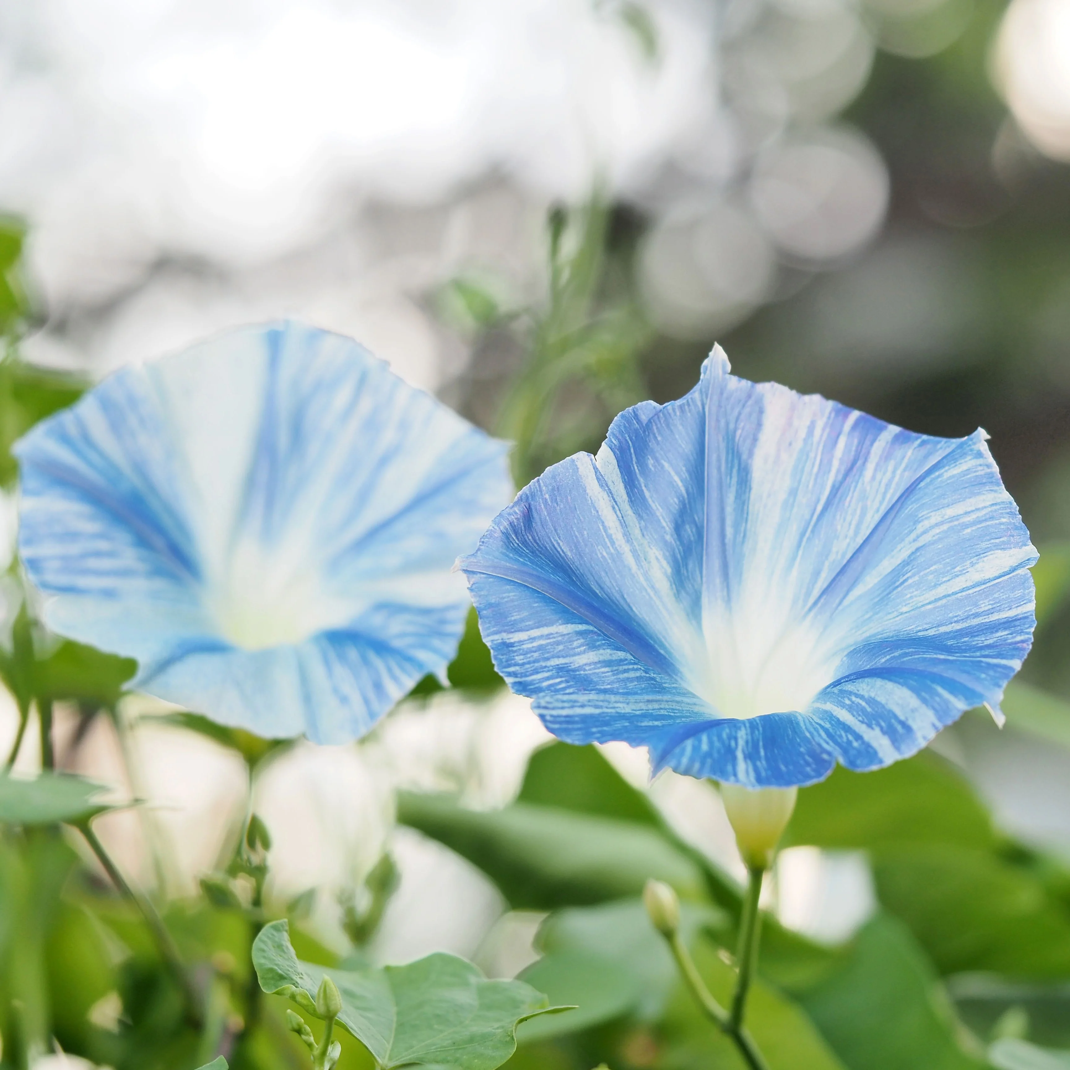Ipomoea 'Flying Saucers'