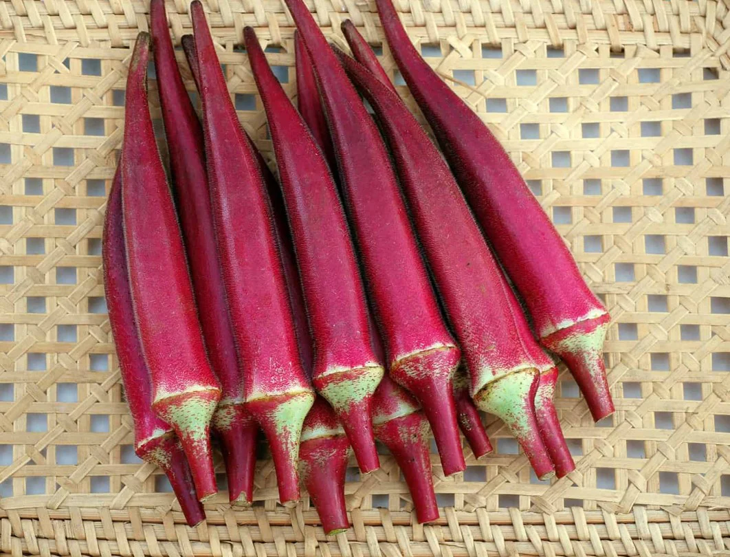 Gombo 'Candle Fire' bio