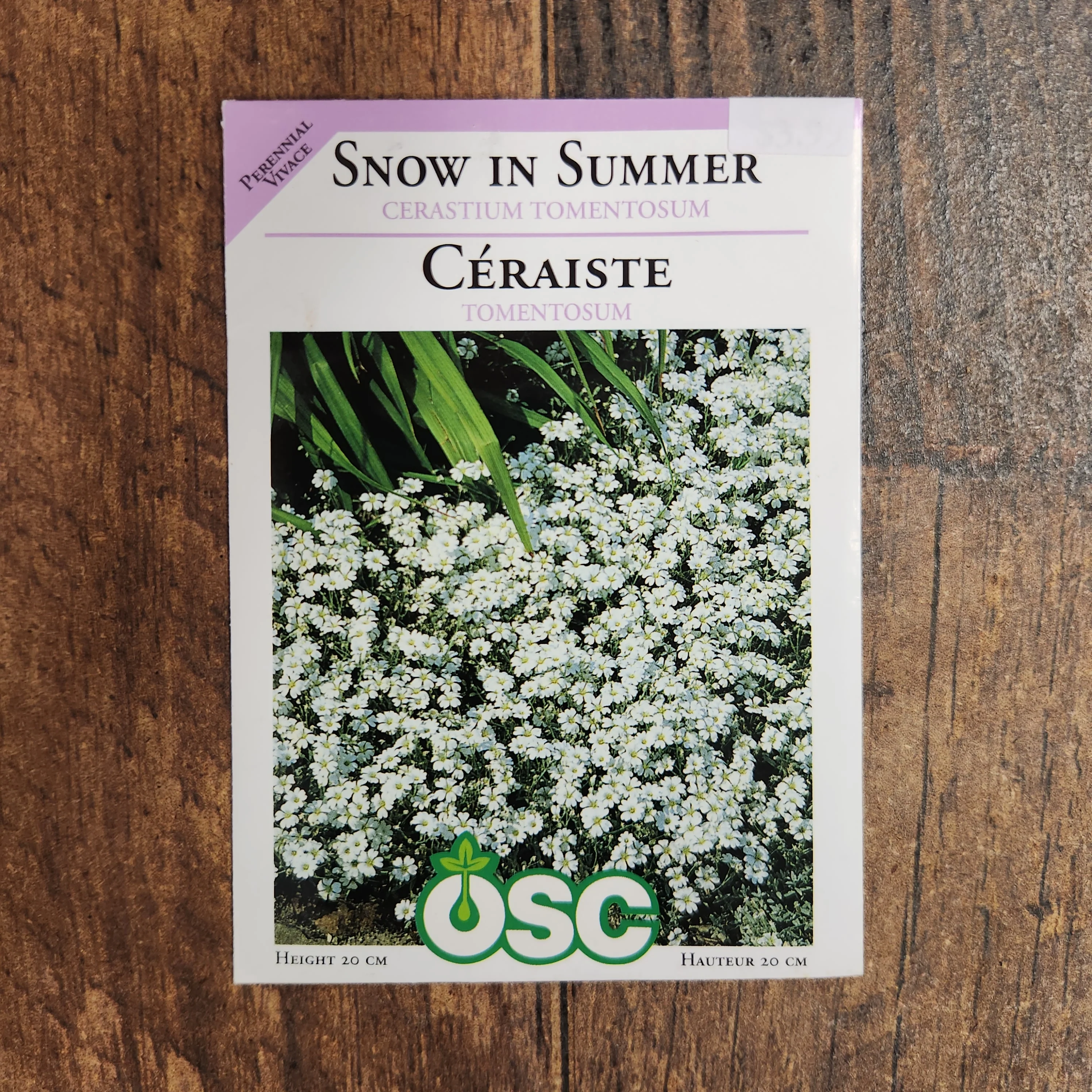 Cérastium 'Neige en été' - Image 2