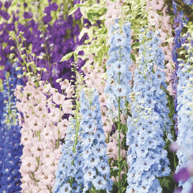 Pied d'alouette 'Magic Fountains Mixed'
