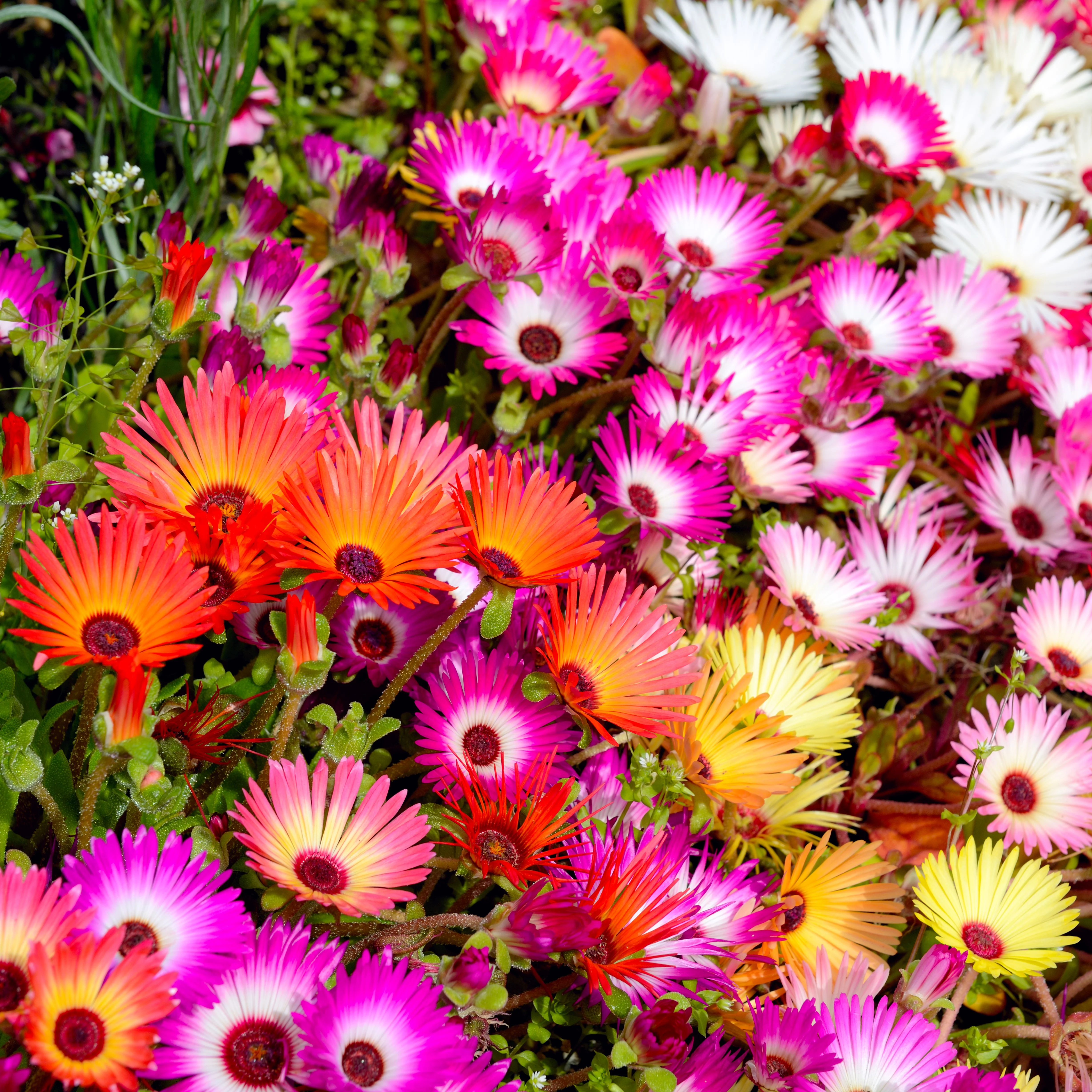 Dorotheanthus 'Radiant Mix'