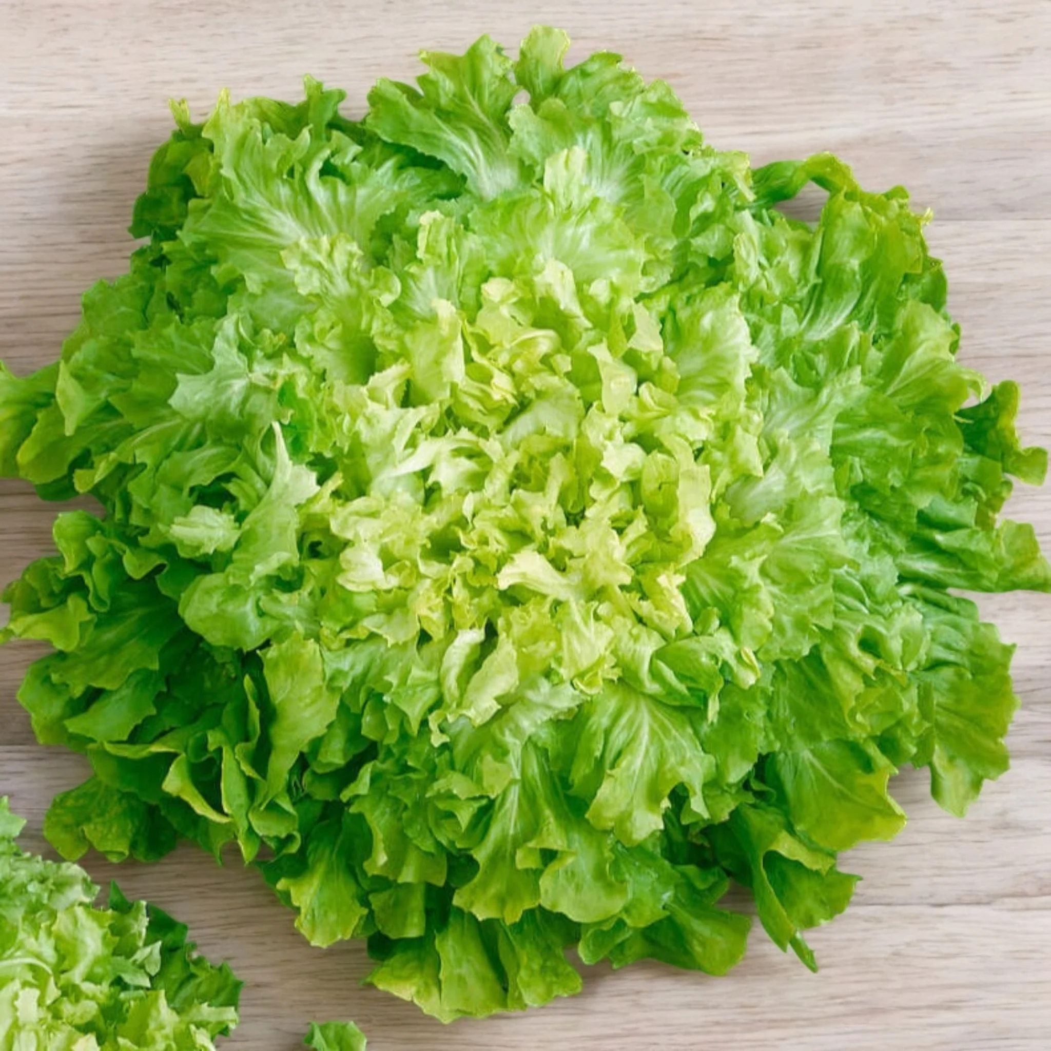 Endive d'Escarole batave Ă feuilles larges