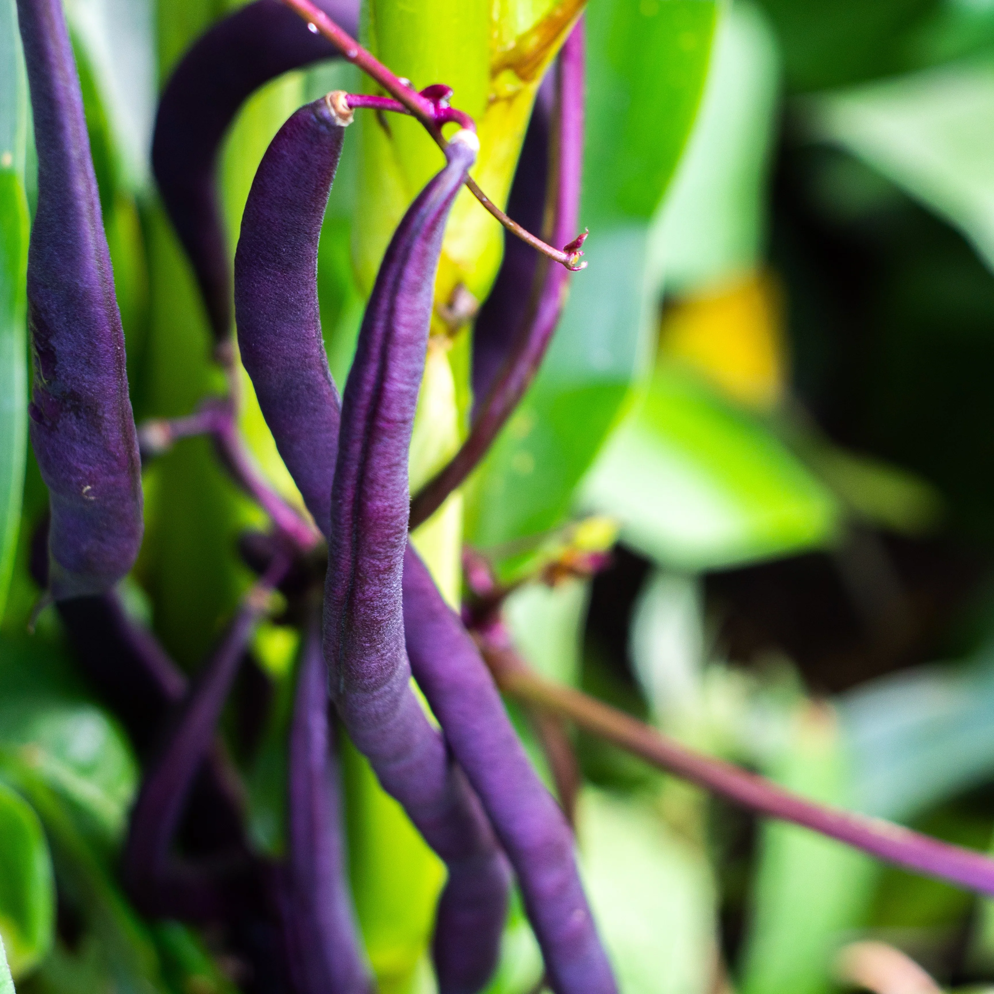 Haricot nain 'Royal Burgundy'