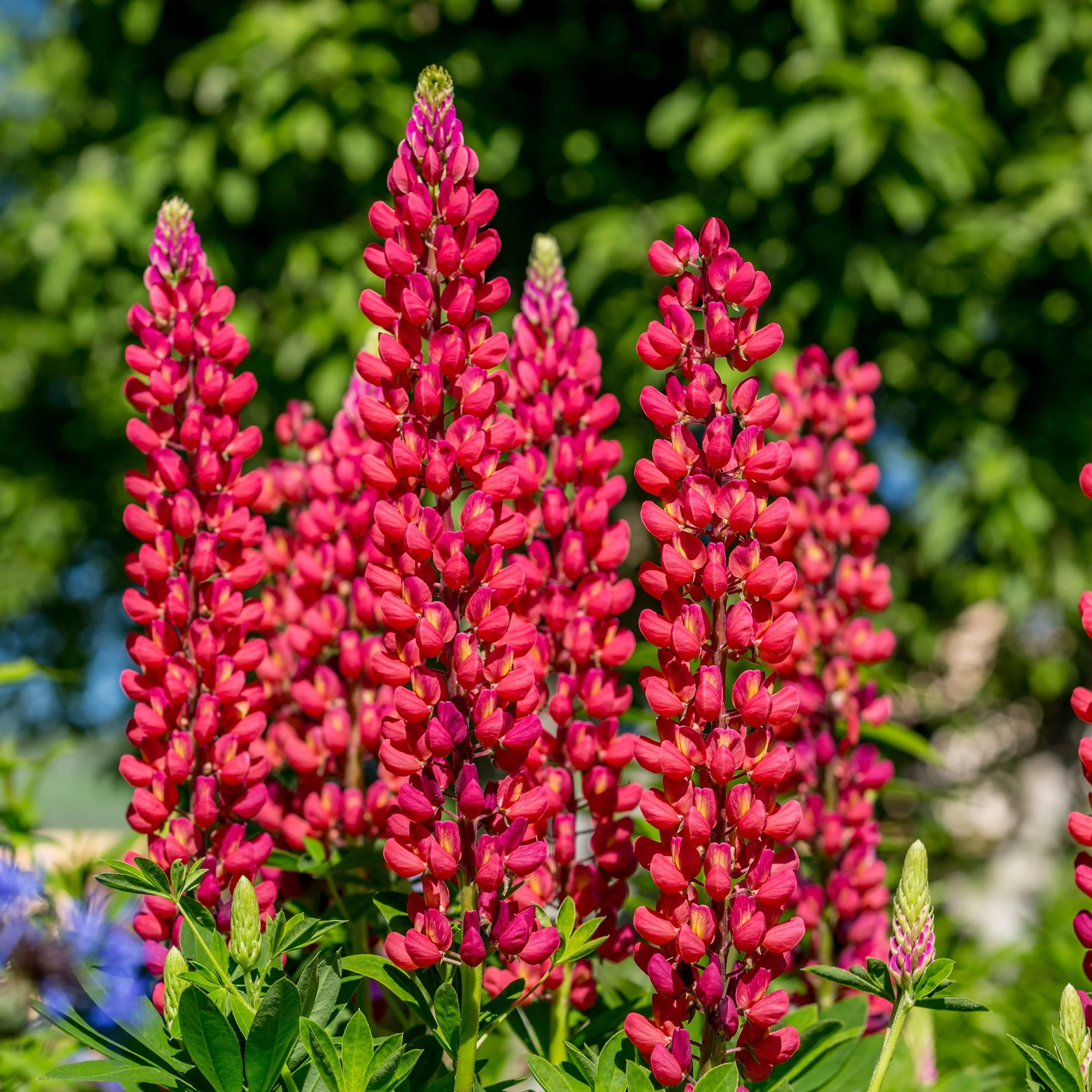 Lupin Hybride 'Rouge de Russell'
