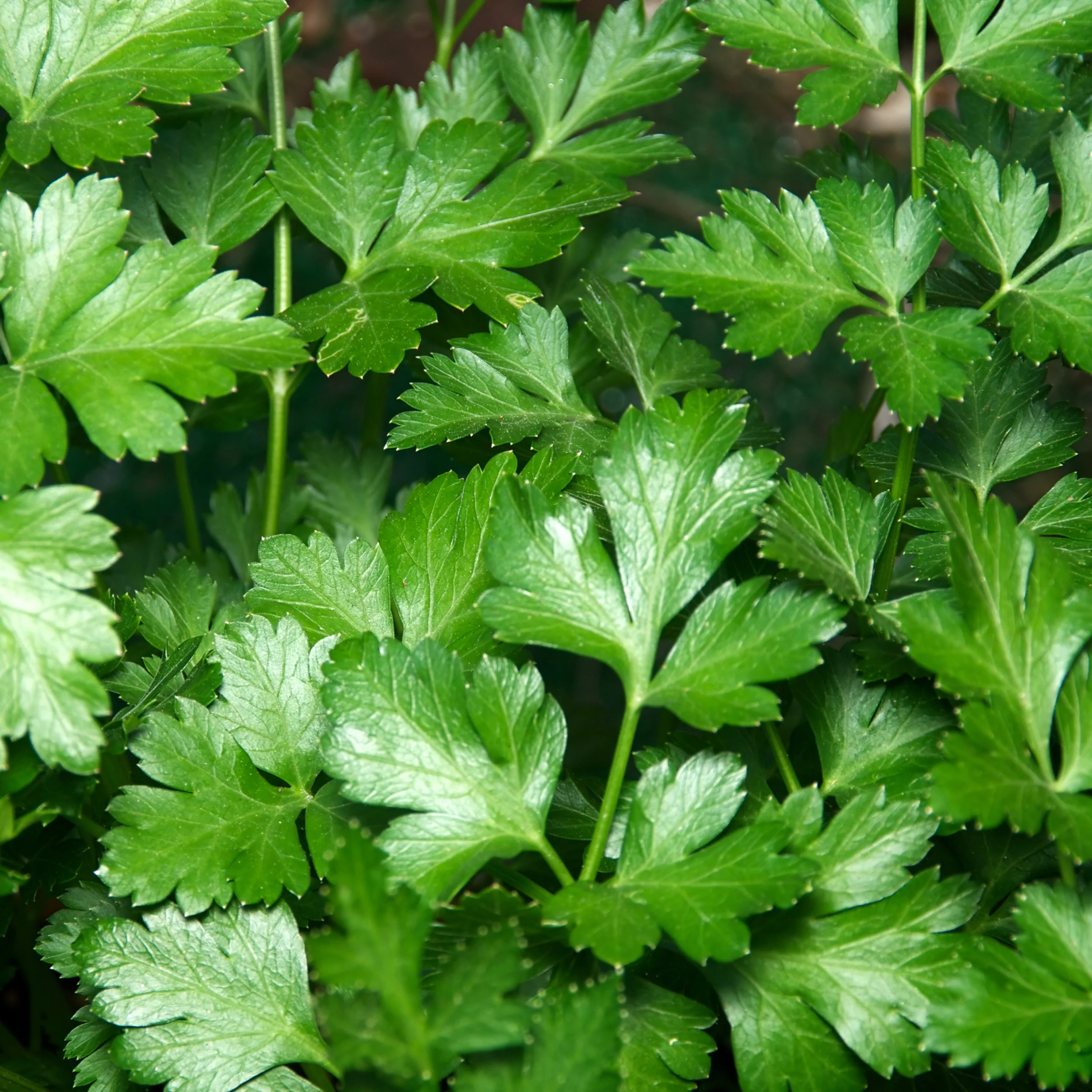 Persil Italien à feuilles simples