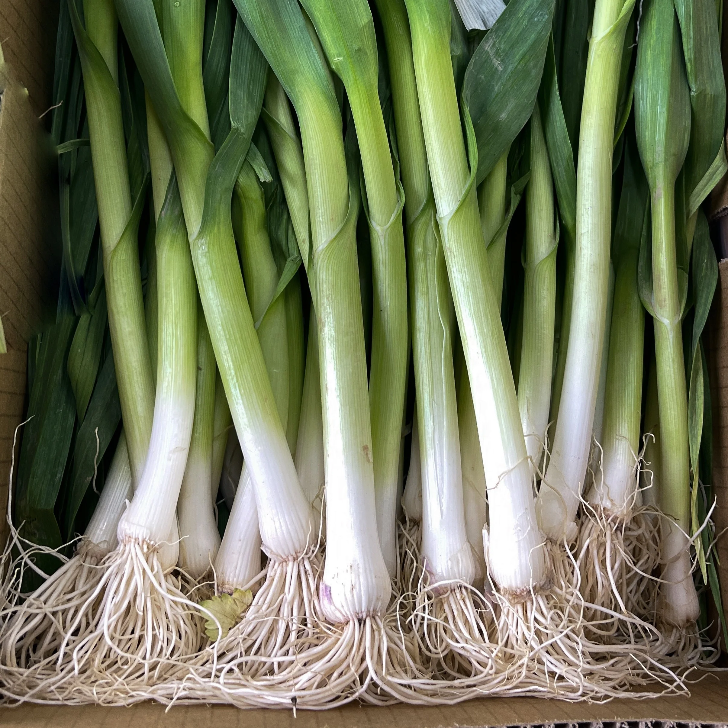 Poireau 'Musselburg'