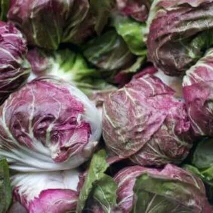 Radicchio 'Panachées de Chioggia'