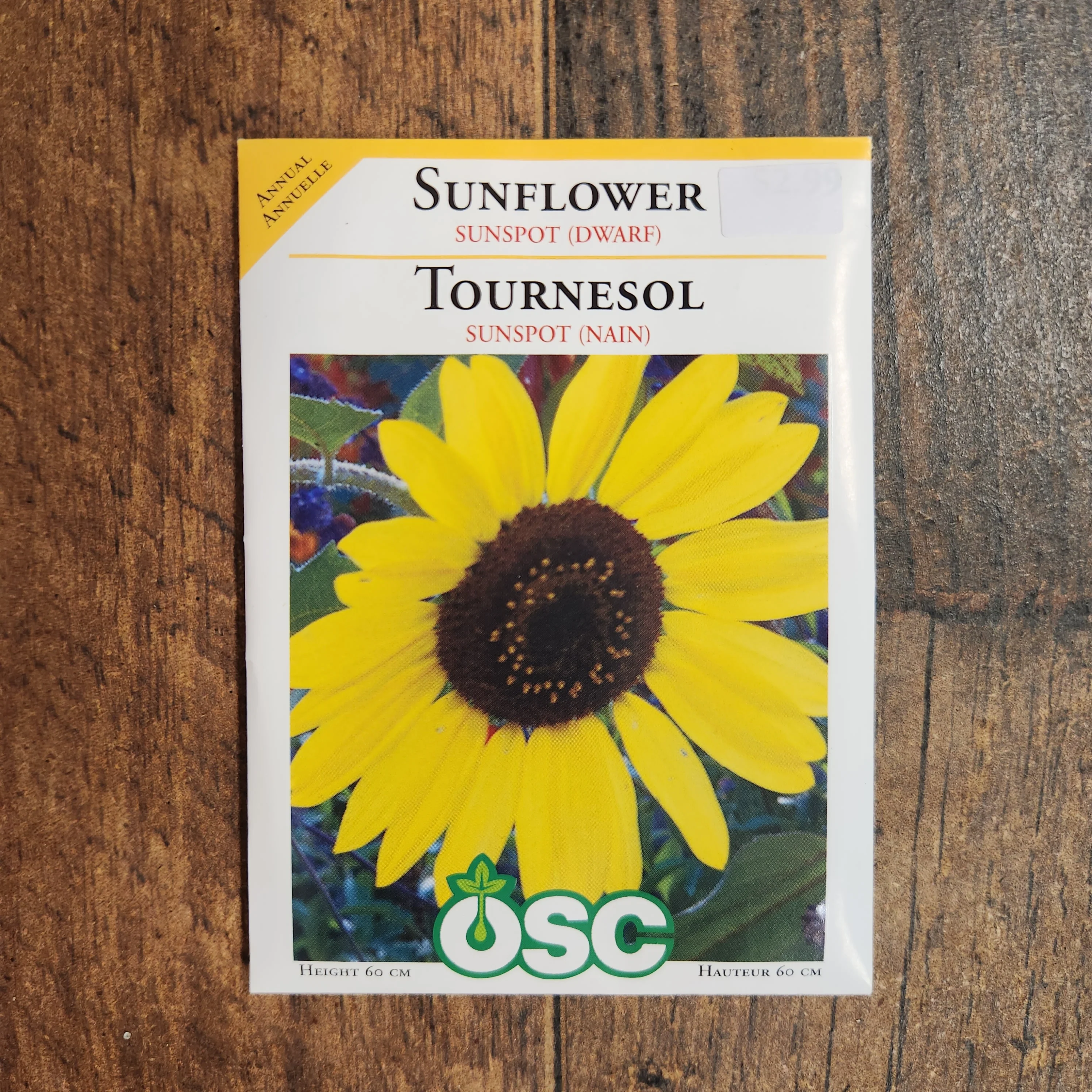 Tournesol nain 'Sunspot' - Image 2