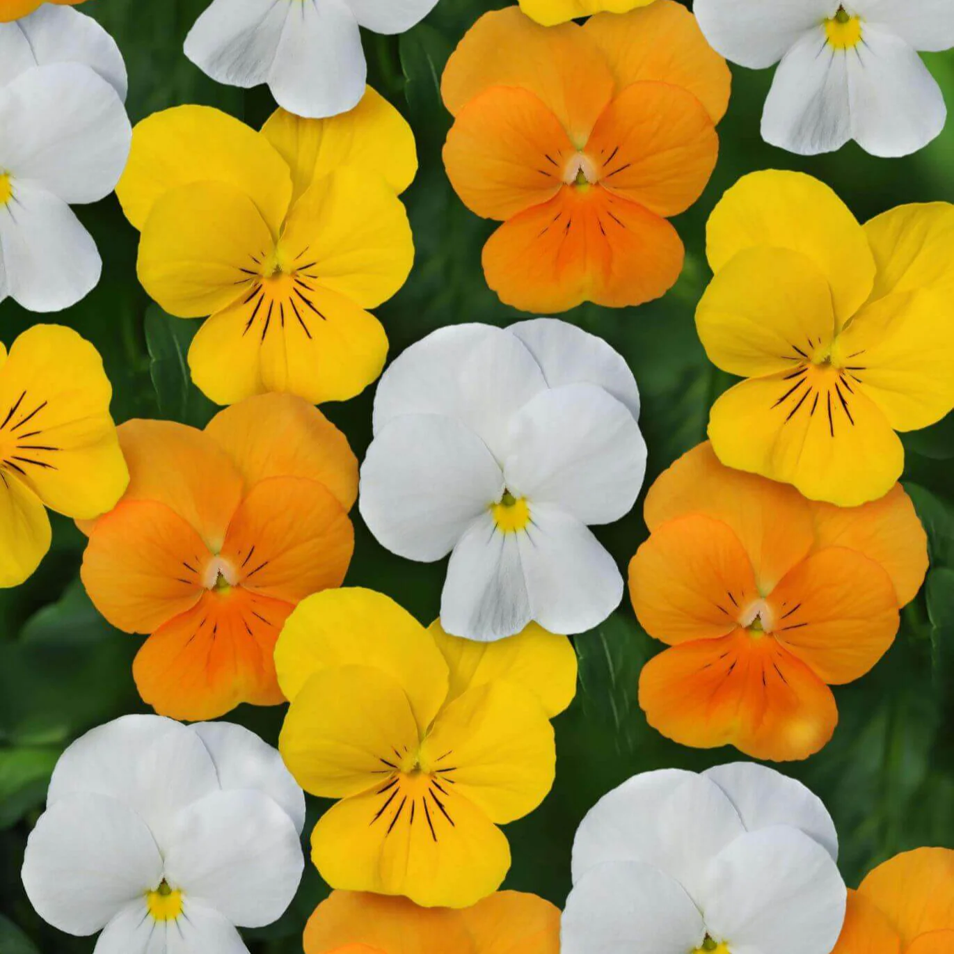 Pensée 'Sorbet XP Citrus Mixed'