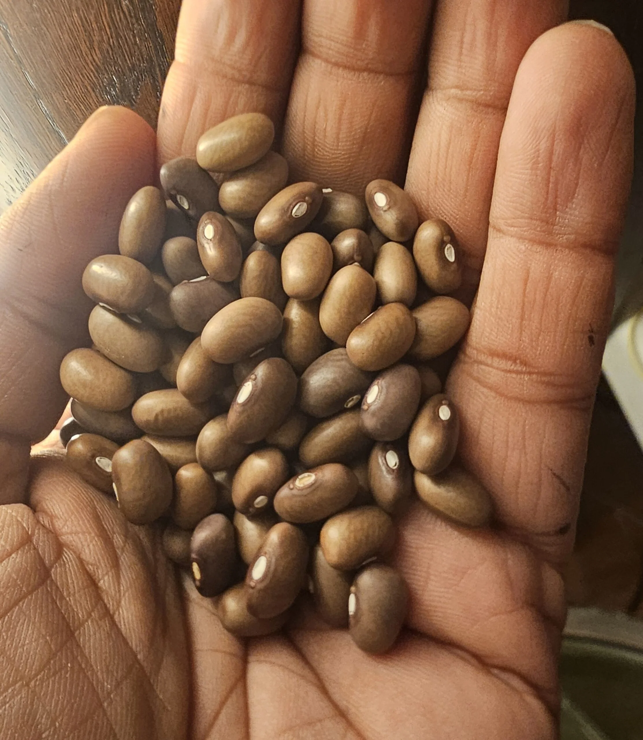 Haricot du Malawi brun bio