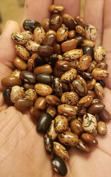 Haricot grimpant 'Cherokee Cornfield' bio