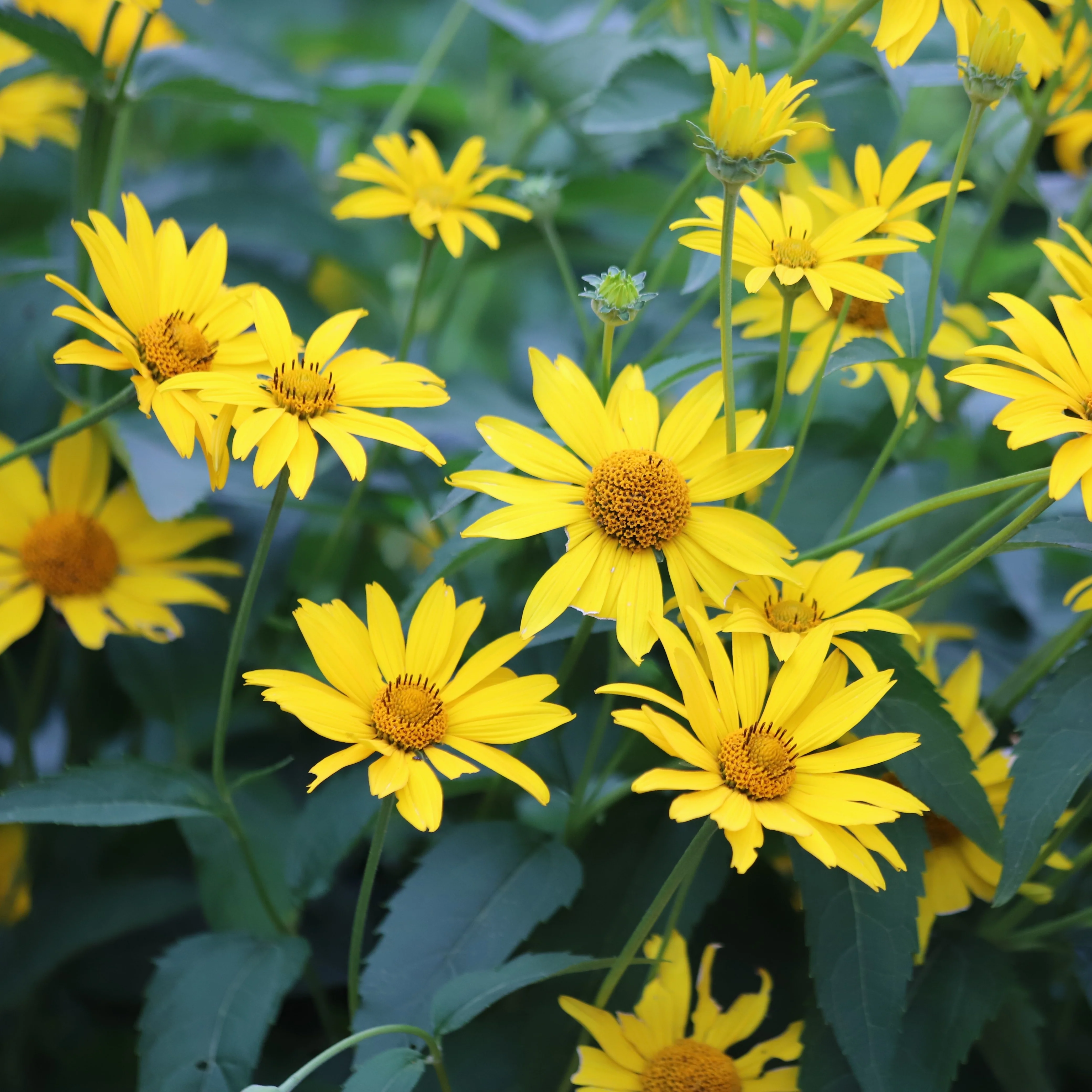 Tournesol 'OxycĂšdre'