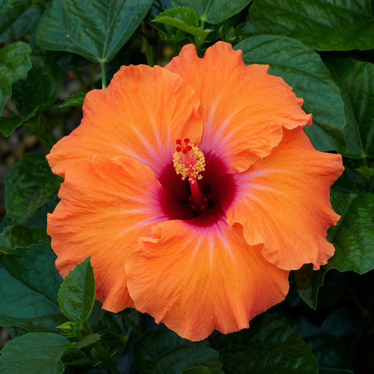 Hibiscus hollywood - Image 3