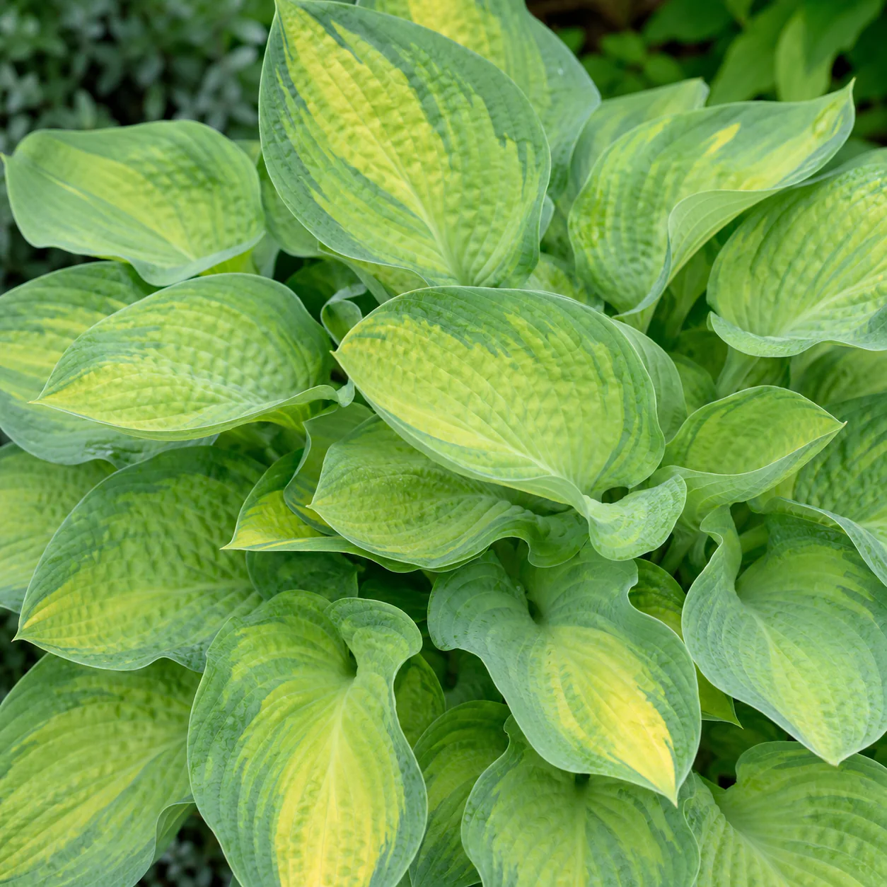 Hosta 'Paul’s Glory'