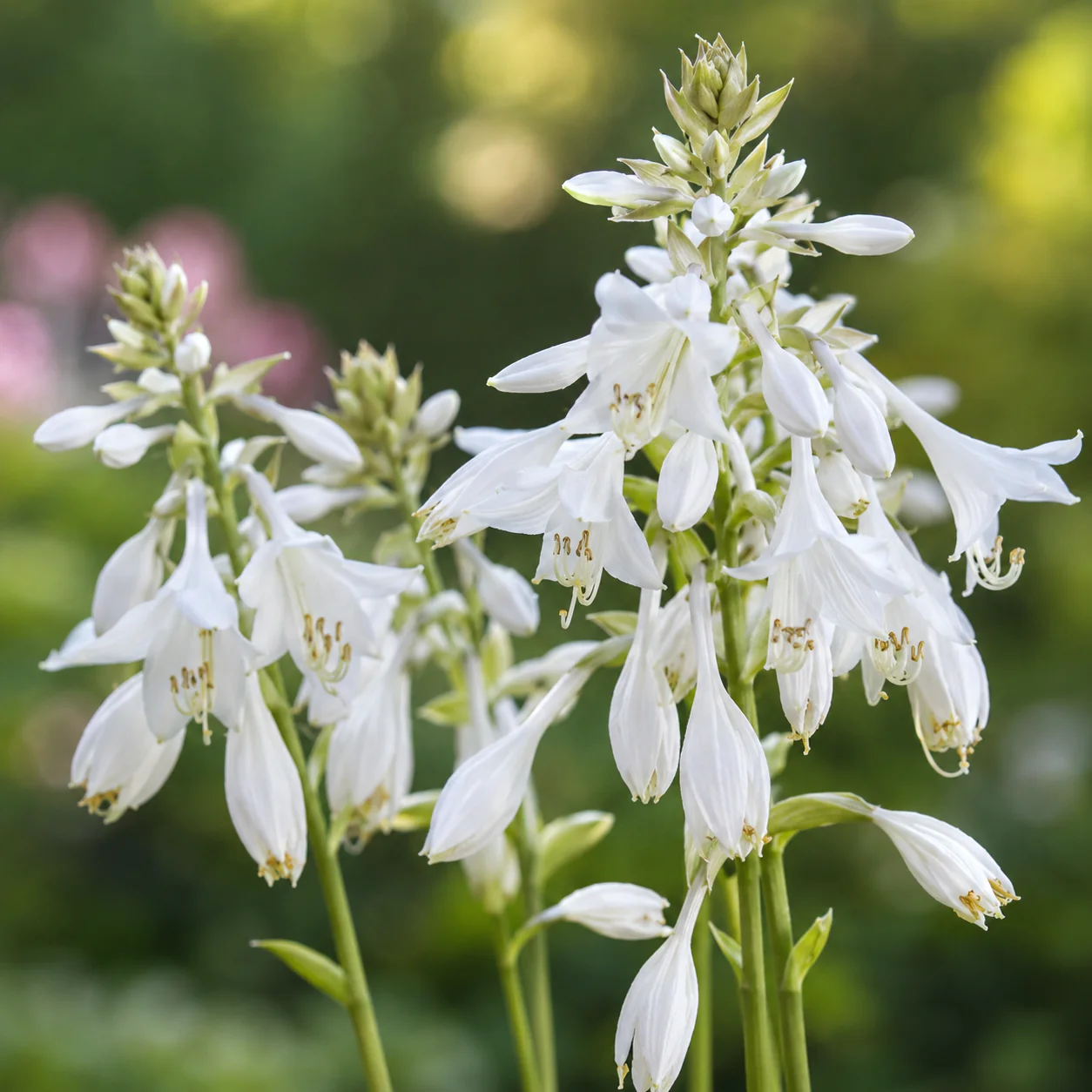 Hosta 'Paul’s Glory' - Image 2