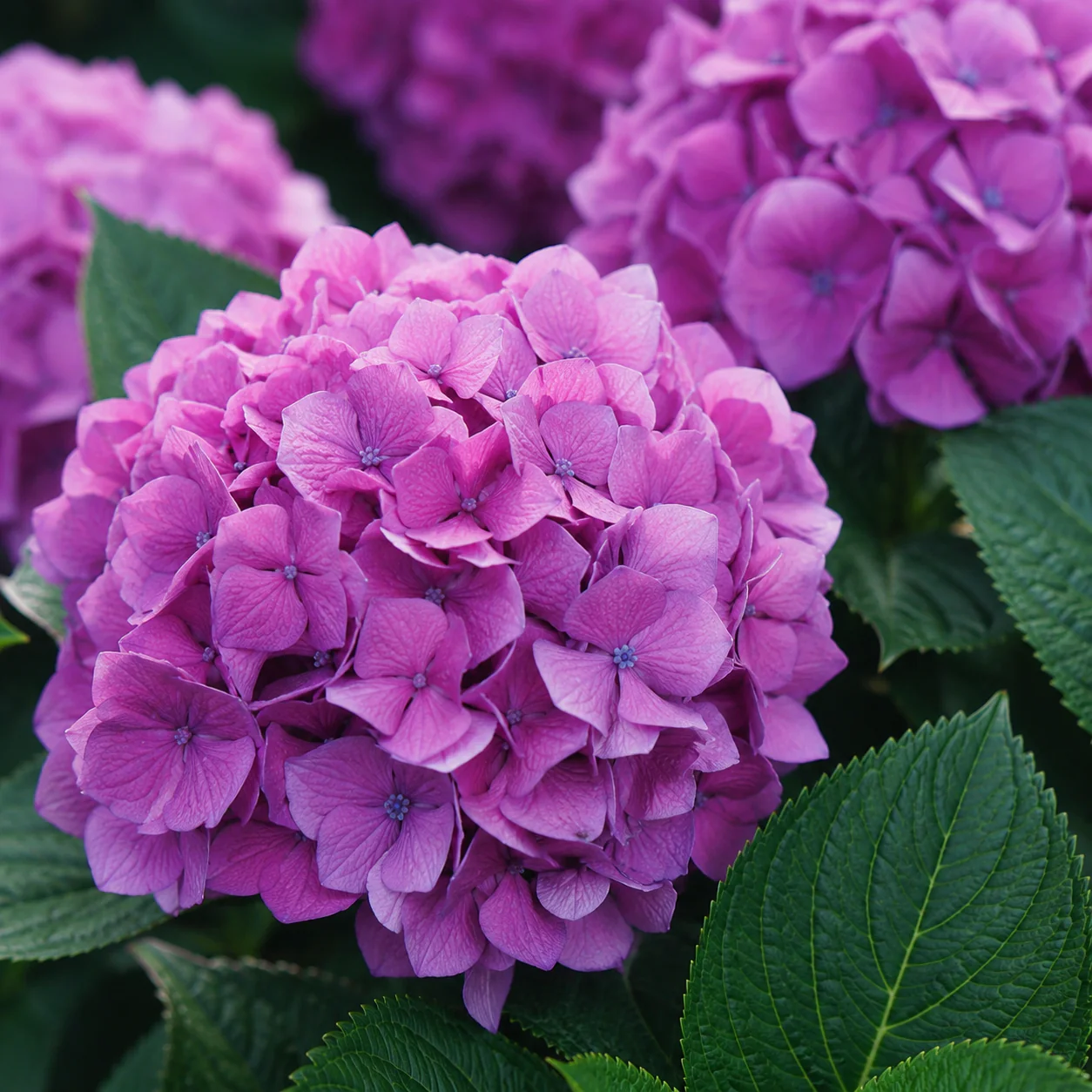 Hydrangea macrophylla 'Let's Dance Lovable' - Image 3