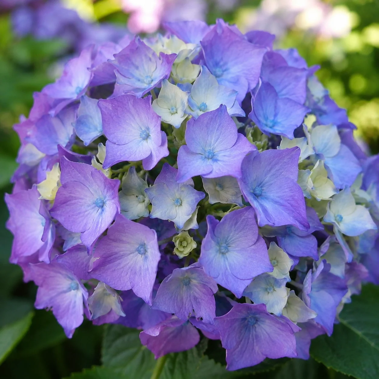 Hydrangea macrophylla 'Let's Dance Lovable' - Image 4
