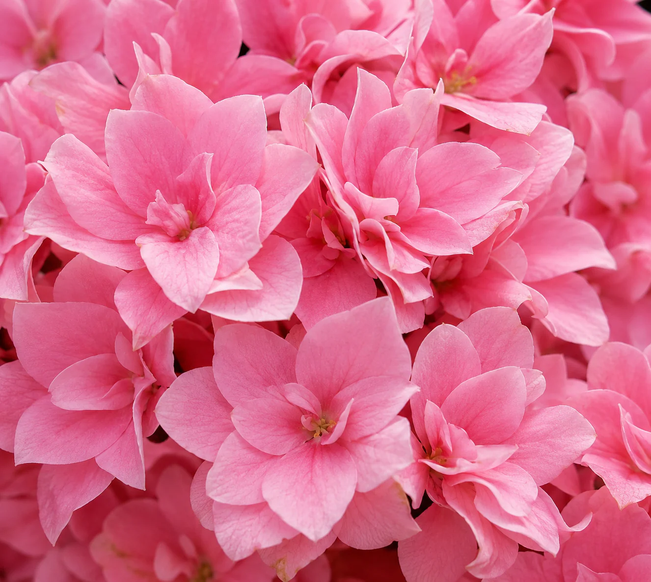 Hydrangea macrophylla 'Starfield' - Image 2