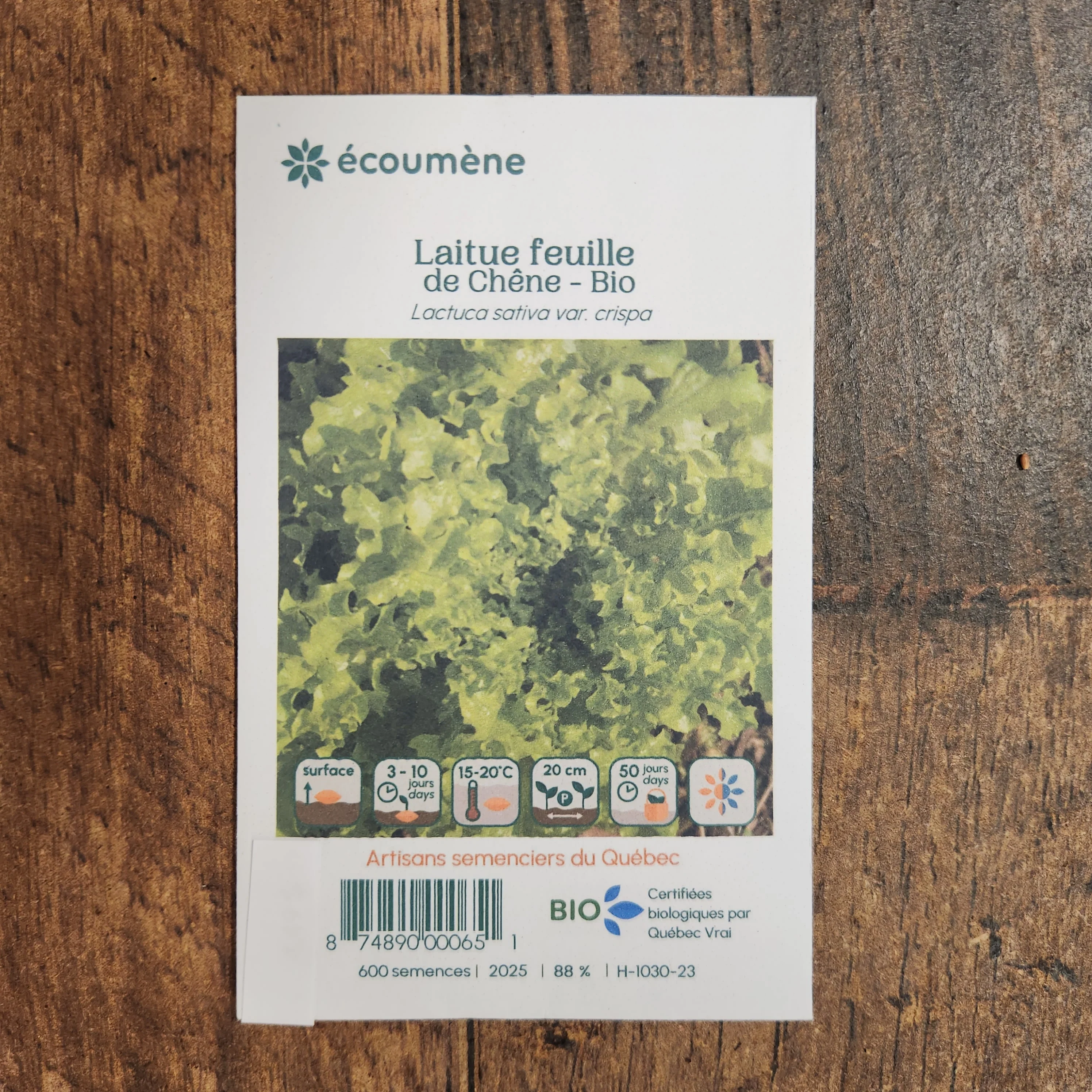 Laitue Feuille de ChĂȘne bio - Image 2