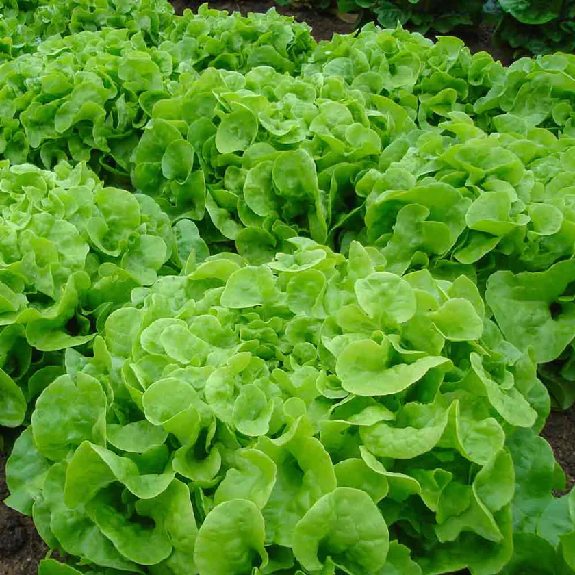 Laitue Feuille de ChĂȘne Verte 'Green pick'