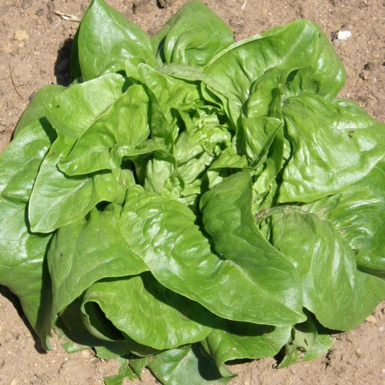 Laitue Feuille 'Deer Tongue' bio