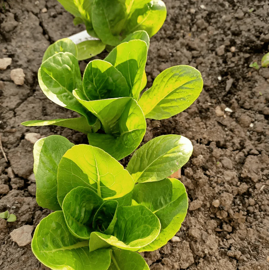 Laitue romaine 'Little cesar' bio